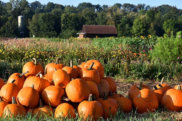 Photo a bunch of pumpkins in front of a flower field in hohenlohe germany focus on foreground