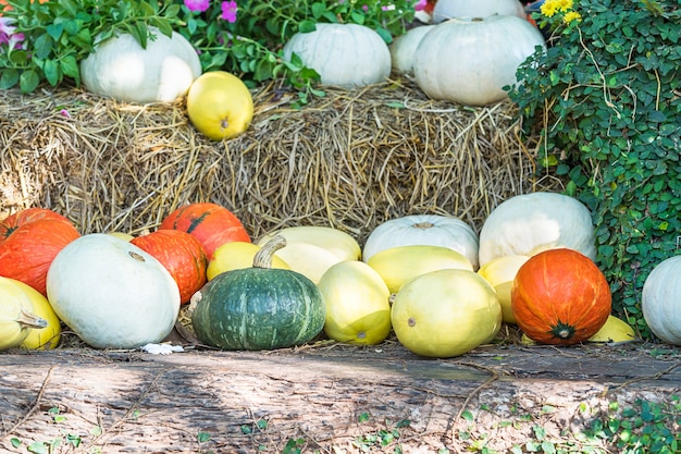 Bunch of pumpkins for sale