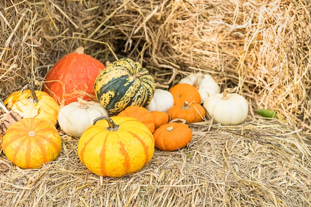 Bunch of pumpkins for sale