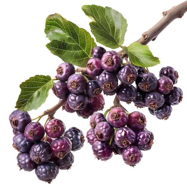 A bunch of purple berries with green leaves on a branch