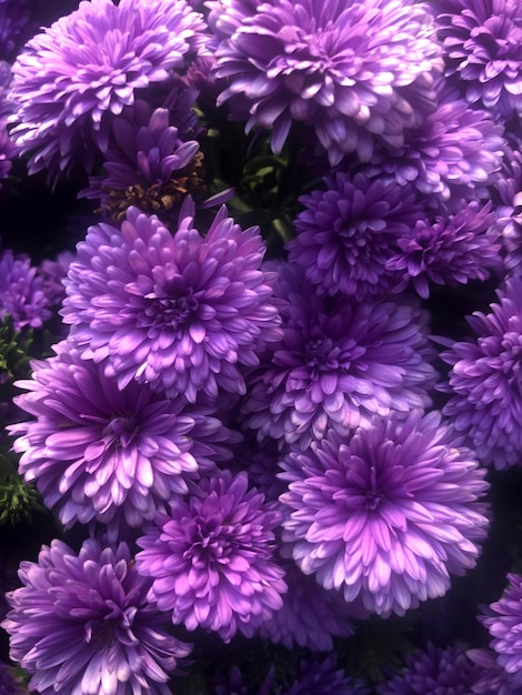 A bunch of purple flowers that are called aster.