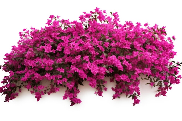 Букет фиолетовых цветов на белом фоне