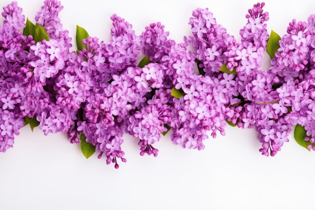 a bunch of purple flowers that are on a white background