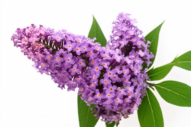 A bunch of purple flowers on a white background