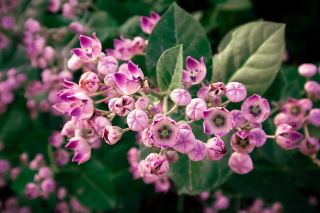 Photo a bunch of purple flowers with green leaves and pink flowers