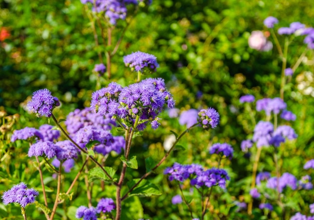 緑の葉と上部に「火」の文字が付いた紫色の花の束。