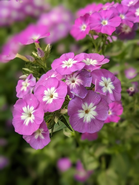 A bunch of purple flowers with white center and white center.