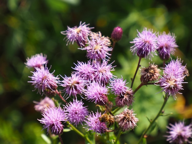 A bunch of purple flowers with the word bee on it