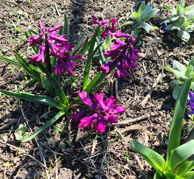 下部にヒヤシンスという言葉が付いた紫の花の束。