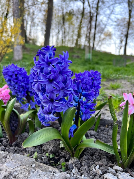 A bunch of purple flowers