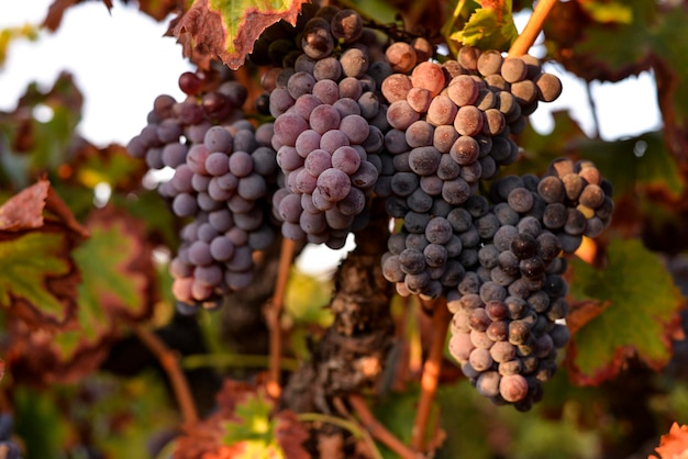 Bunch of purple grapes hanging on vine plant