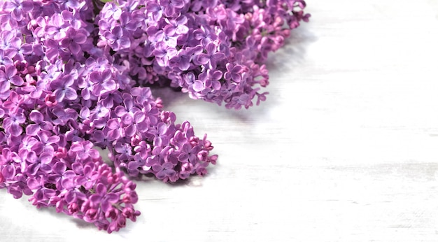 Bunch of purple lilac flowers with white copy space in the right