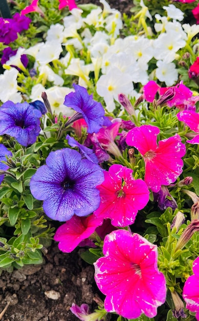 A bunch of purple and pink petunia flowers pink and purple surfinia flowers