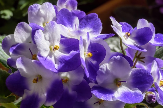 A bunch of purple and white flowers with the word " blue " on the bottom.