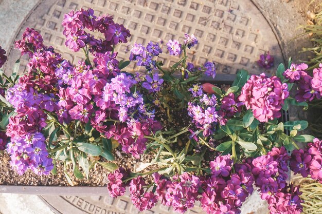 a bunch of purple wild flowers