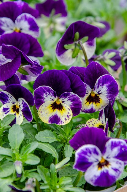 A bunch of purple and yellow pansies are in a garden