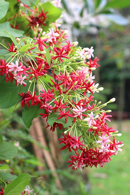 A bunch of Quisqualis indica flowers bloom in the early morning