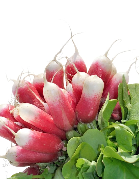 Bunch of radishes isolated on white background