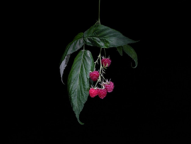 Bunch of raspberries with leaves and berries on a black background