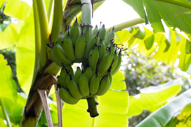 Bunch of raw green bananas