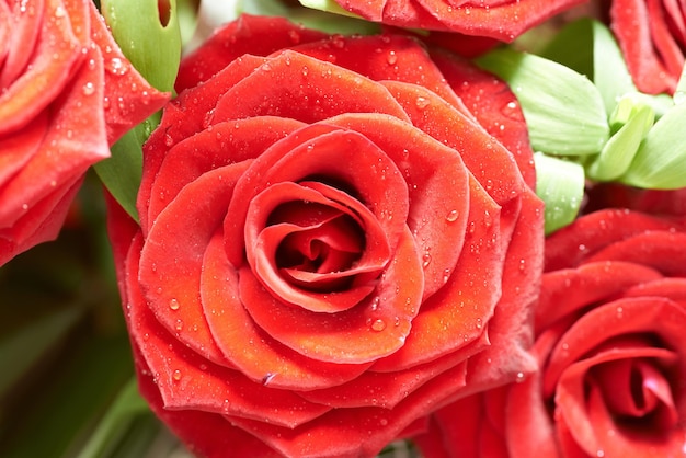 Bunch of red beautiful roses Macro shot with green leaves