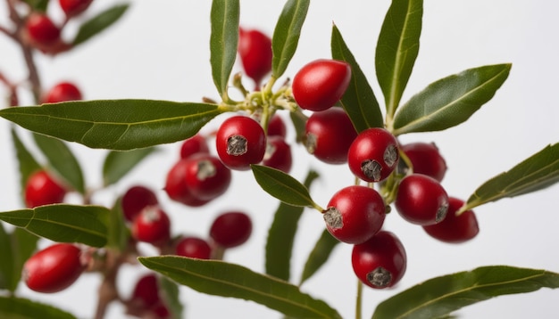 A bunch of red berries on a tree branch