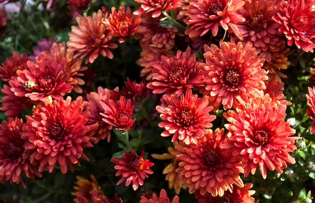 A bunch of red chrysanthemum flowers are in a garden.