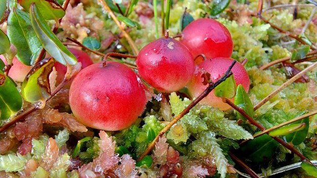 The bunch of red cranberries in the fall in the swamp, close up