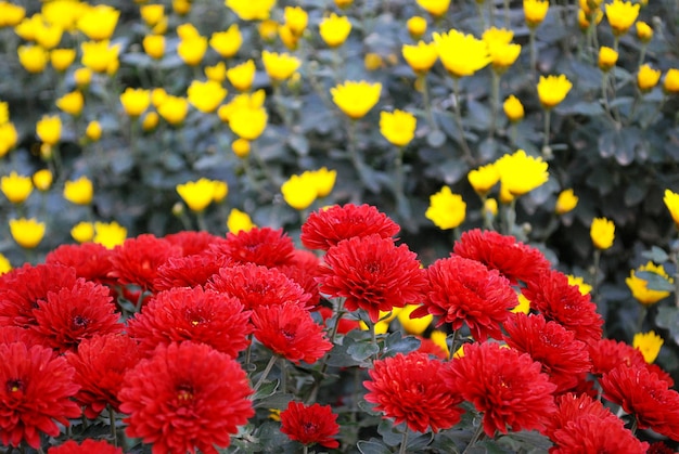 A bunch of red flowers in front of a yellow flower.