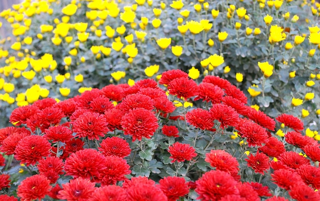 A bunch of red flowers in front of yellow flowers.