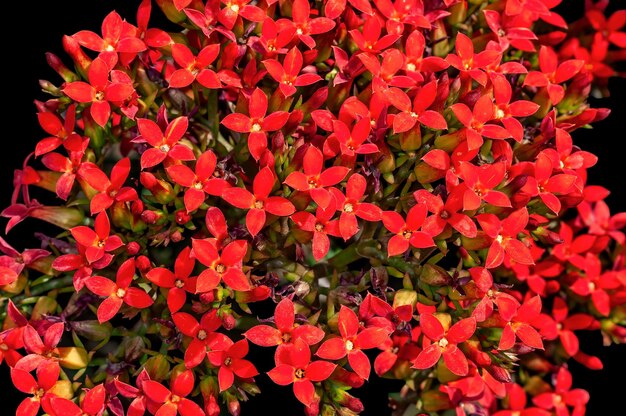 Bunch of red flowers on a plant