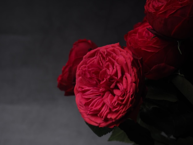 A bunch of red flowers with a black background