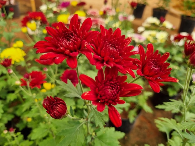 A bunch of red flowers with one that says'red'on it