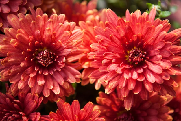 A bunch of red flowers with the word chrysanthemum on the bottom.