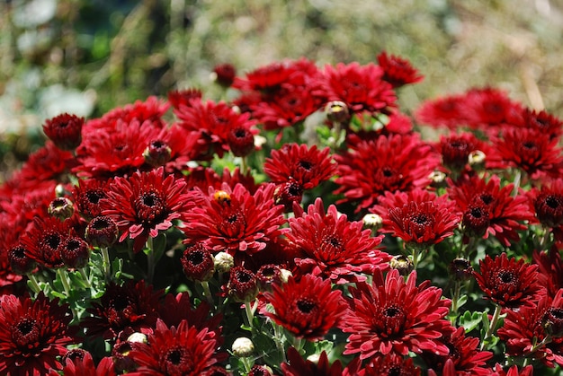 A bunch of red flowers with the word chrysanthemum on the top