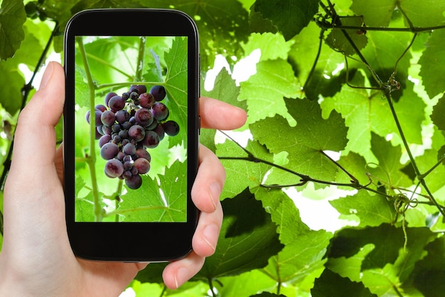 Foto grappolo d'uva rossa sullo smartphone