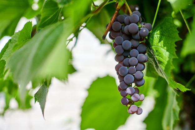 Bunch of red grapes on vineyard. Table red grape with green vine leaves. Autumn harvest of grapes for making wine, jam and juice. Sunny september day.