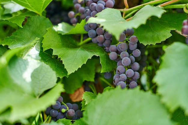 Bunch of red grapes in vineyard