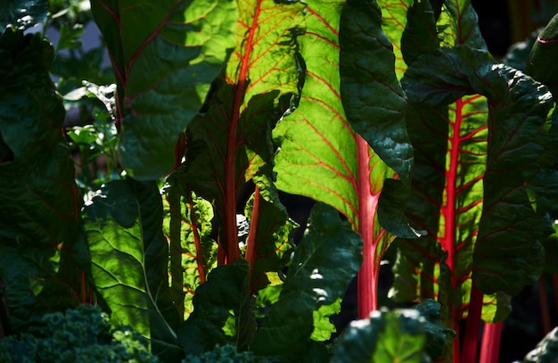 A bunch of red and green beets are growing in a garden.