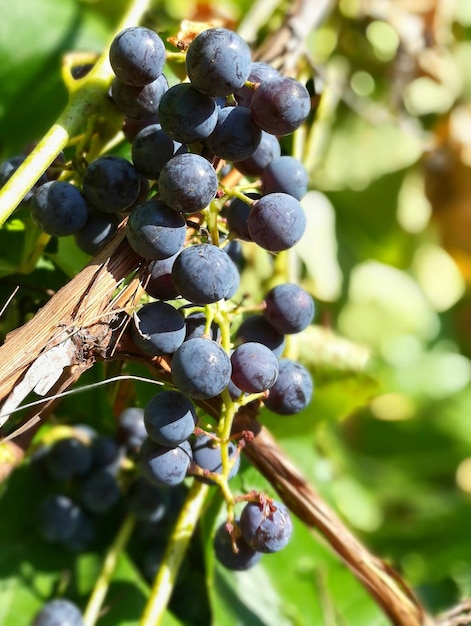 Grappolo d'uva rossa fatta in casa sul primo piano della vite vite naturale