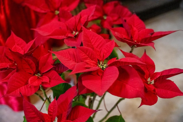 A bunch of red poinsettias are arranged in a vase