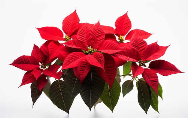 Photo a bunch of red poinsettias with green leaves