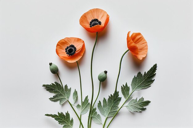 A bunch of red poppies on a white background