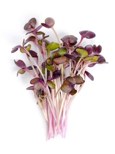 Bunch of red radish microgreens from above