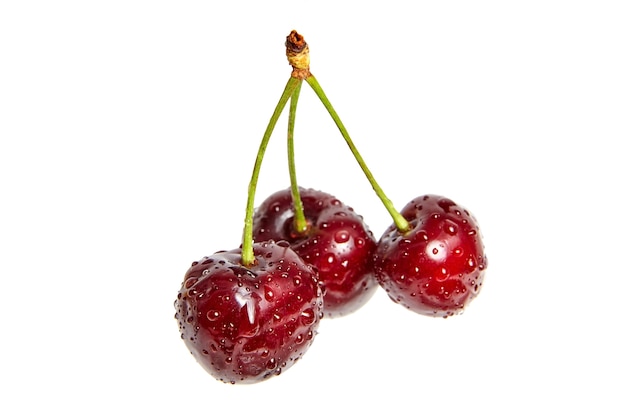 A bunch of red ripe cherries with water drops isolated