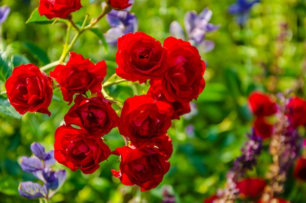 A bunch of red roses are in a garden with blue flowers.