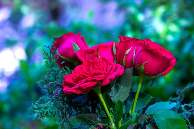 A bunch of Red Roses on a green soft blurry background