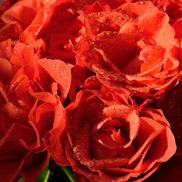 A bunch of red roses with water drops on them.