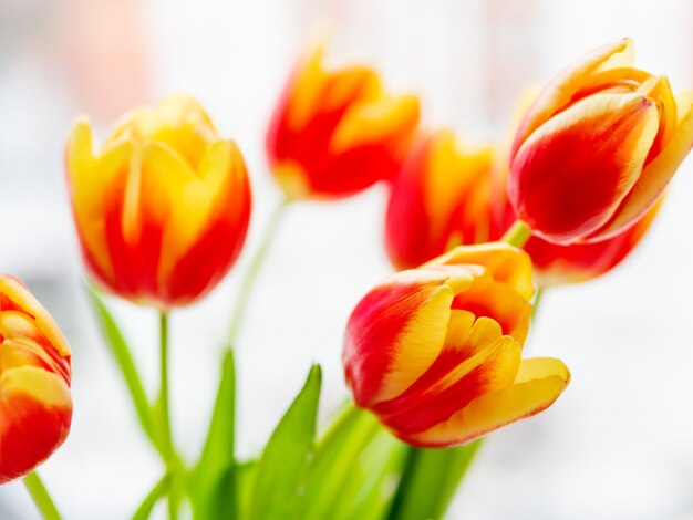 Bunch of red tilups in vase. Freshly picked colorful flowers. 