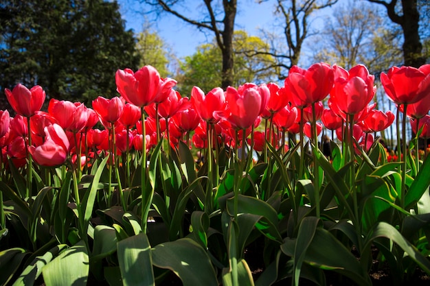 A bunch of red tulips are in a field.